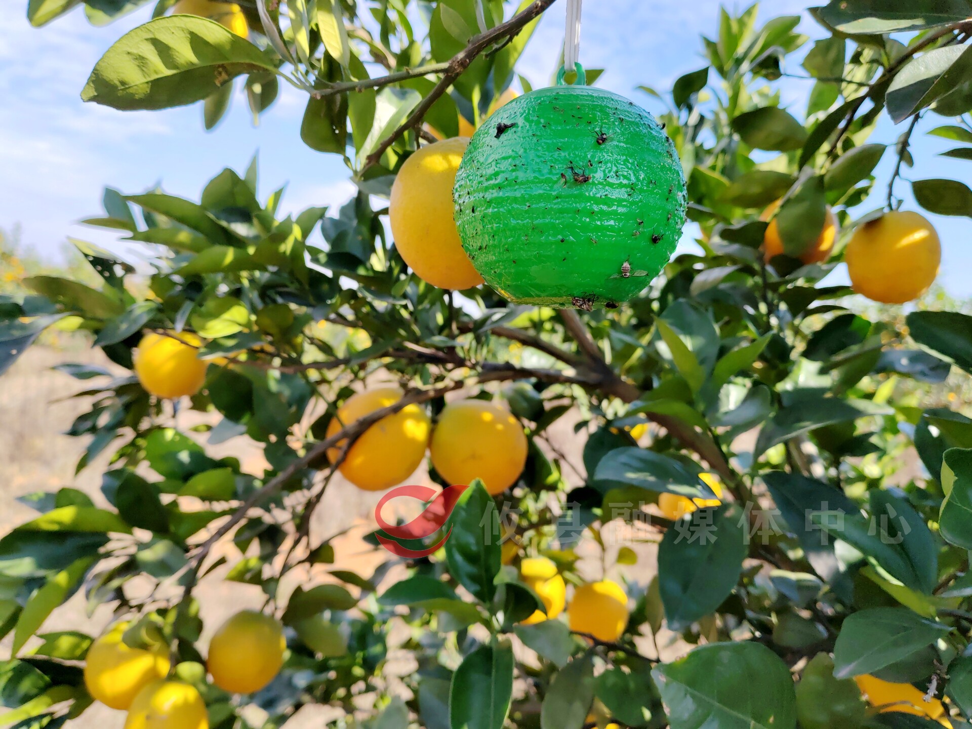 橙子拿证 一株多品 攸县容发果园老板有“两把刷子”