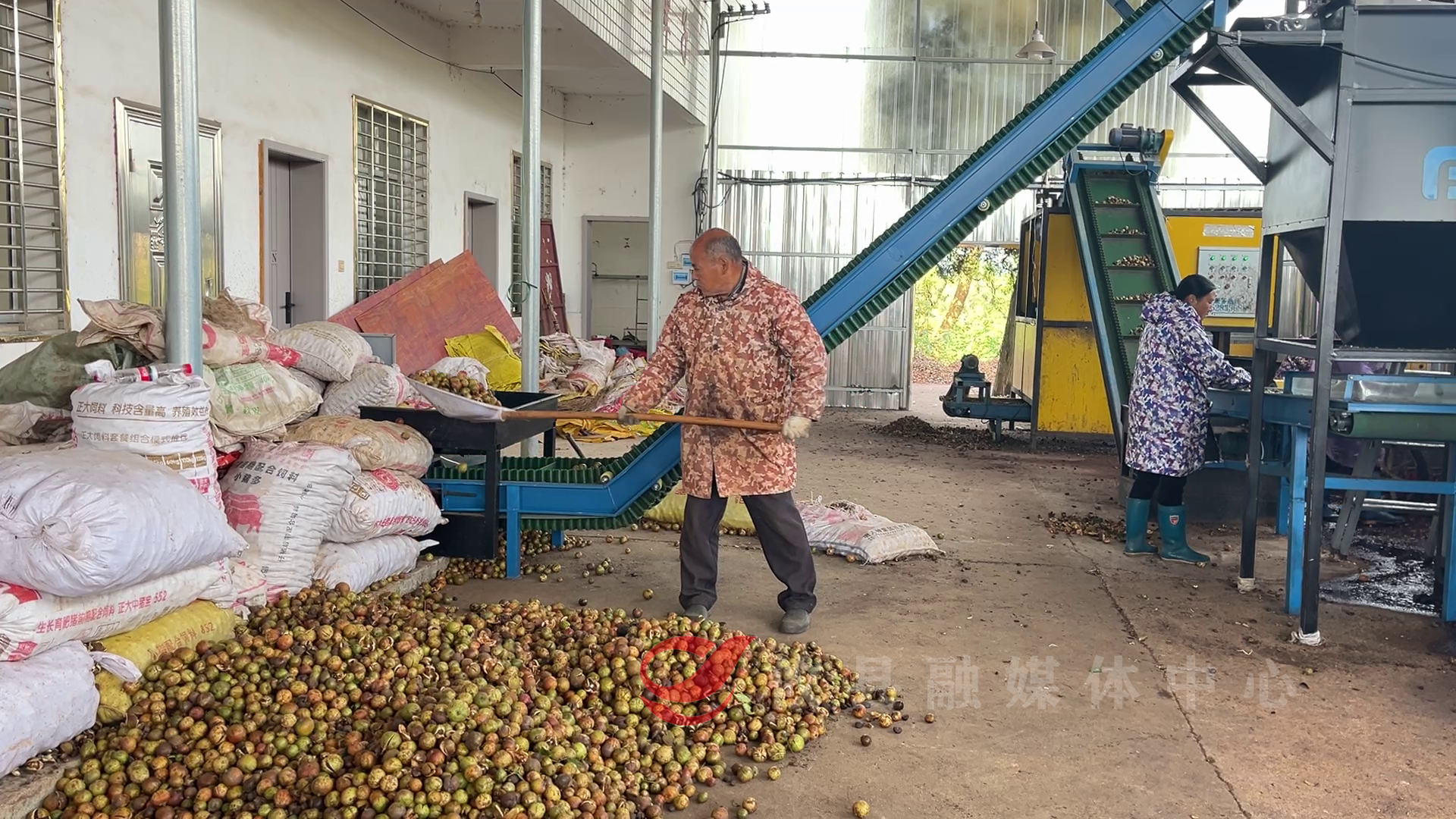 攸县：油茶喜迎丰收 增收致富添“油动力”