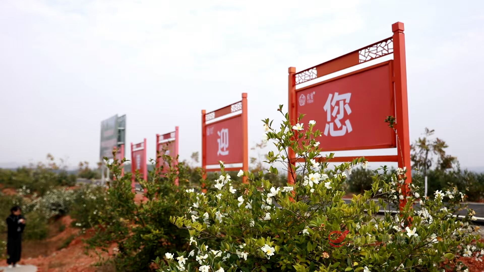 攸县52万亩油茶花开