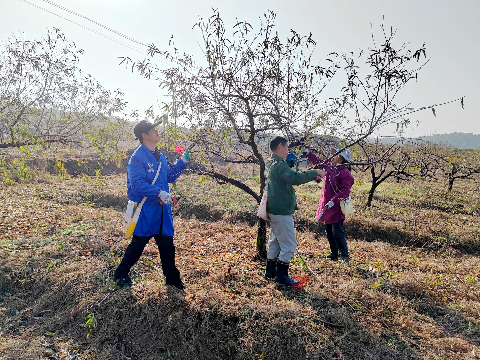 攸县：冬季果园管护忙 静待来年果满枝