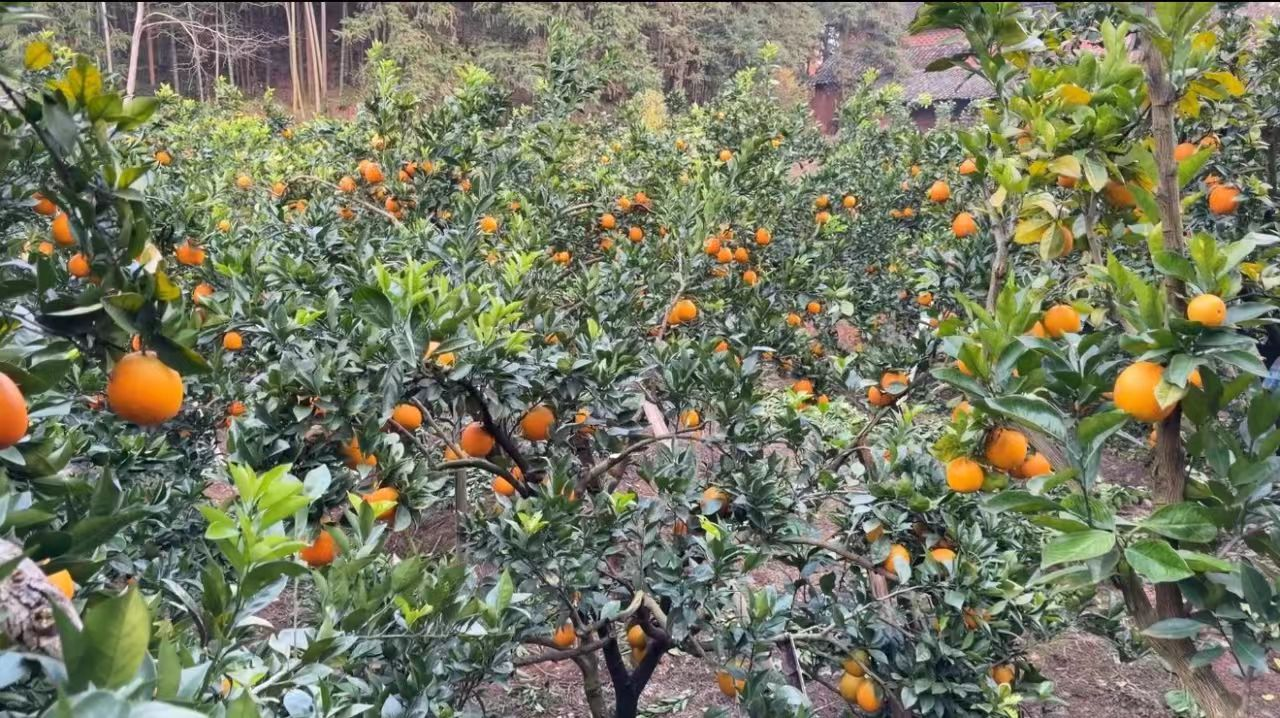 皇图岭镇：精准发力助宣传 脐橙销路再拓宽