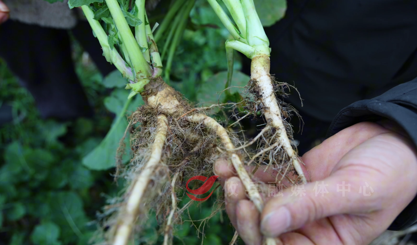 攸县：“空地协同”筑牢油菜越冬“防护网”