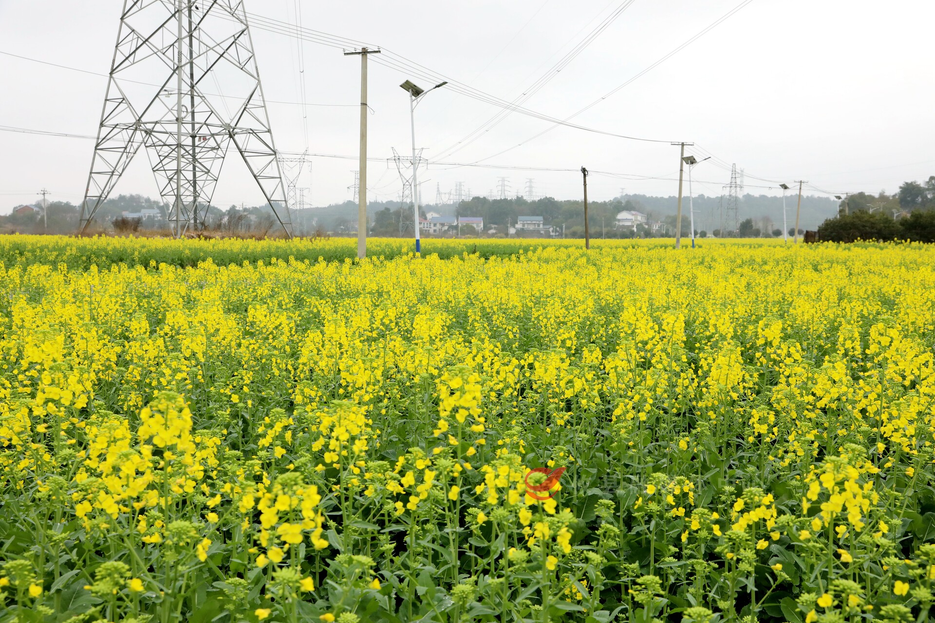 宁家坪镇万亩油菜花开 邀您赴一场春天的约会