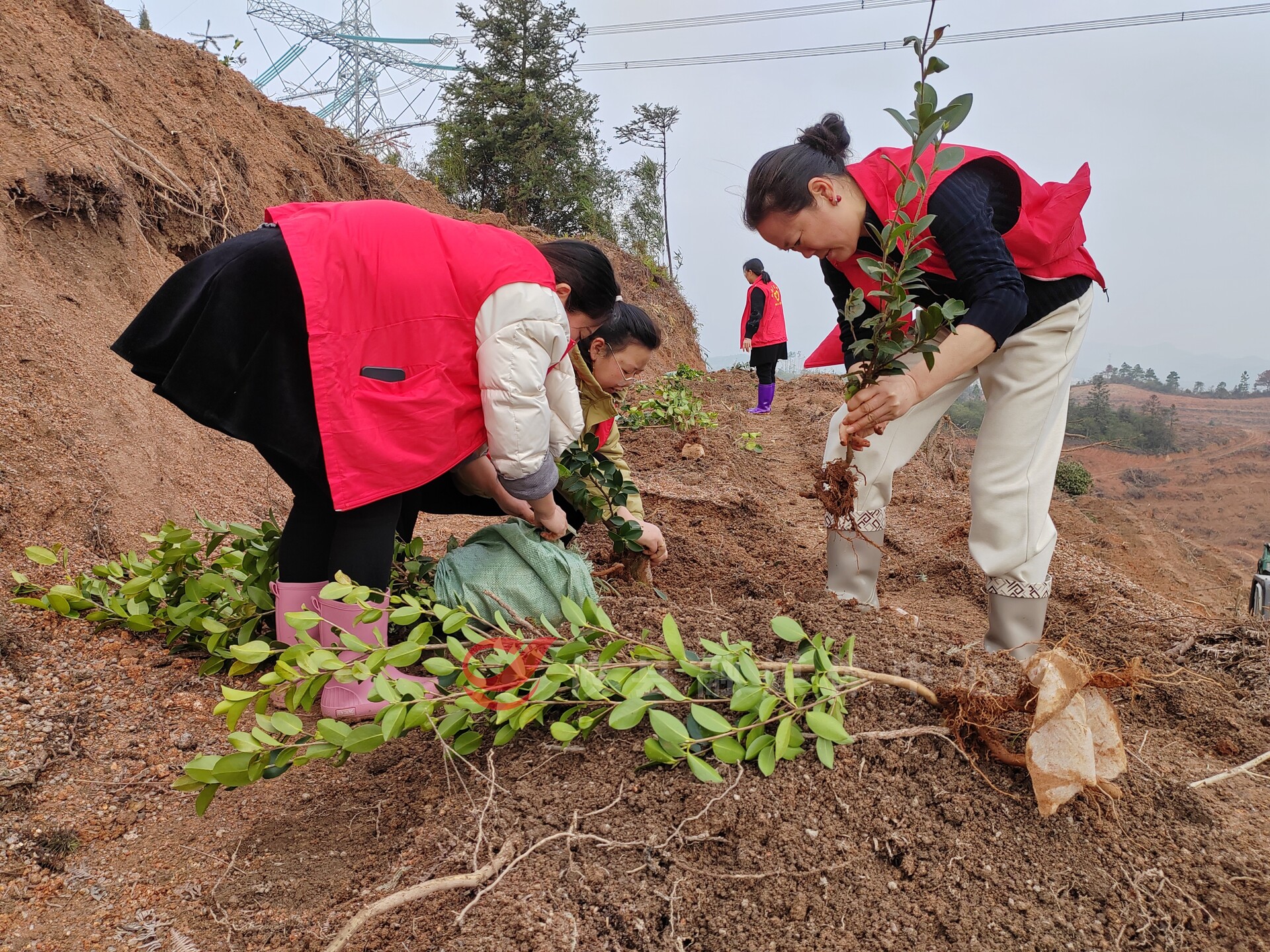 宁家坪镇坪塘村：种下“绿色银行”凝聚“她力量” 以实干迎“三八”