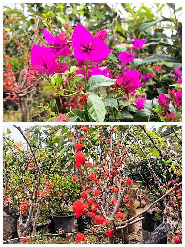 春日“淘绿热” 攸县城乡苗木小摊人气火热