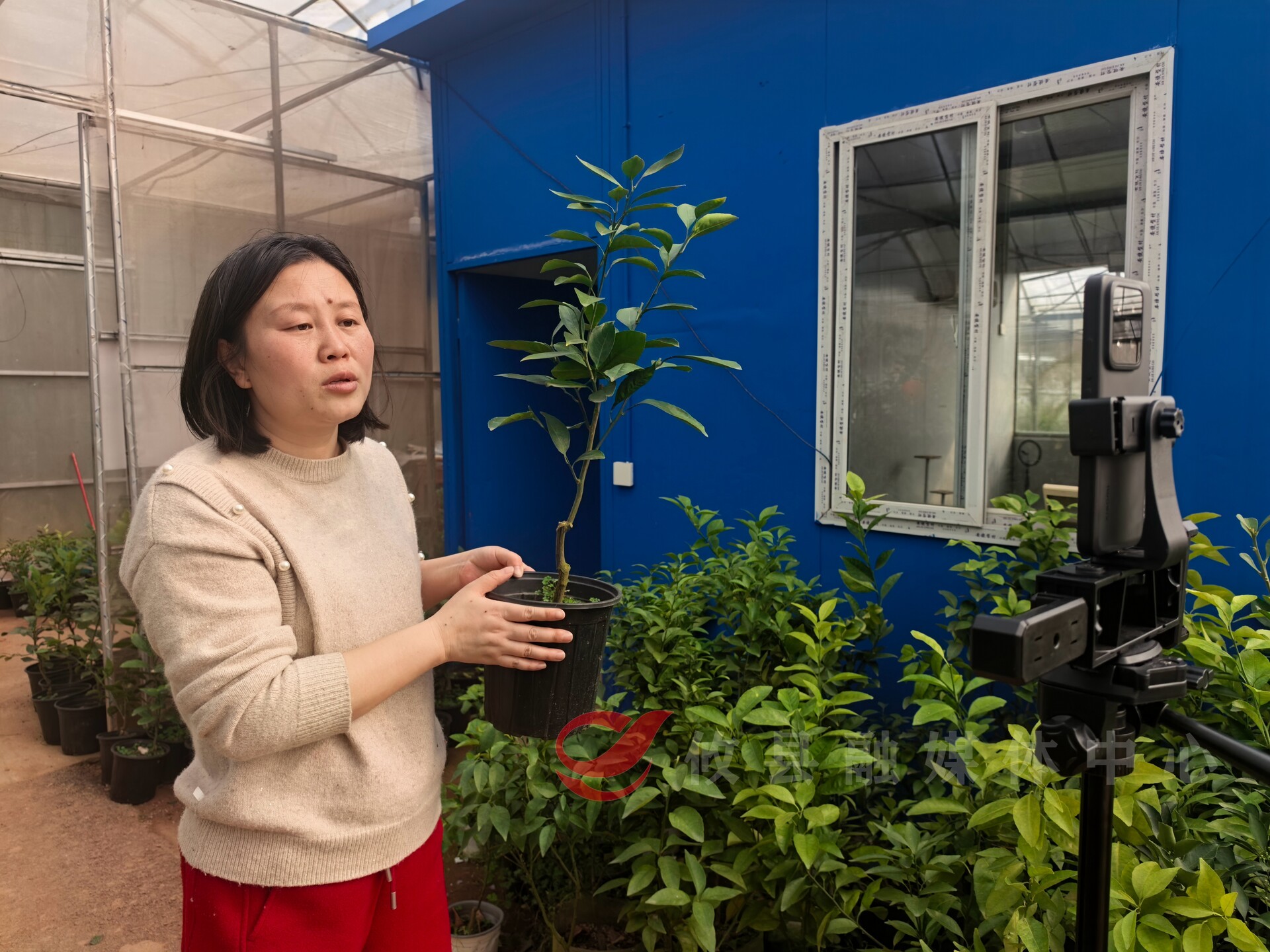 地杰现代农业：受益第二届湖南油茶节  苗木“线上线下”销售超百万株