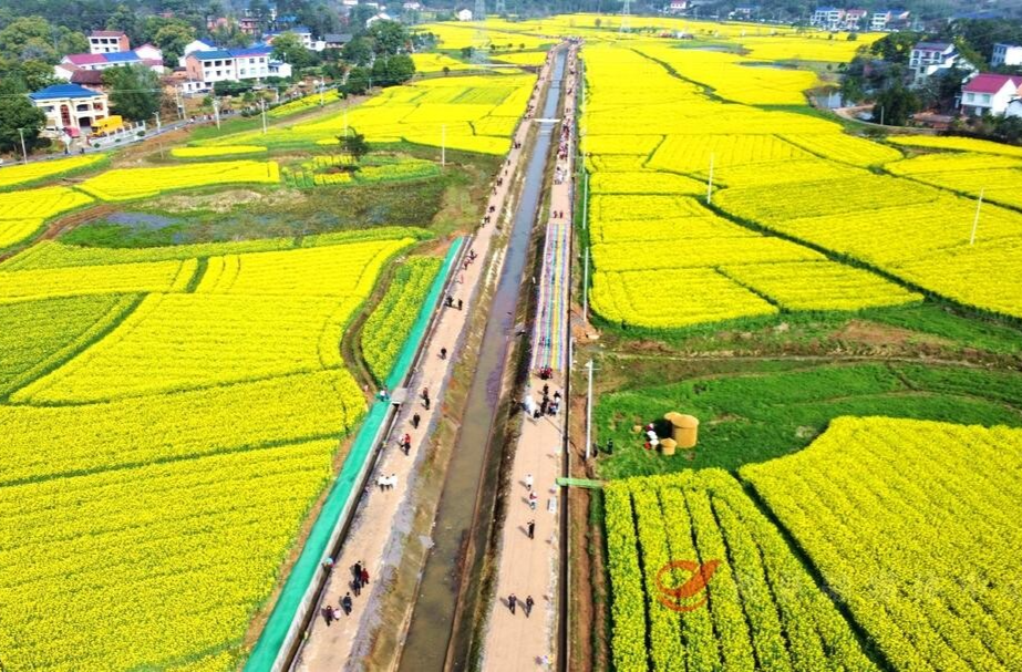 走！去攸县宁家坪，一头扎进金色浪漫里~