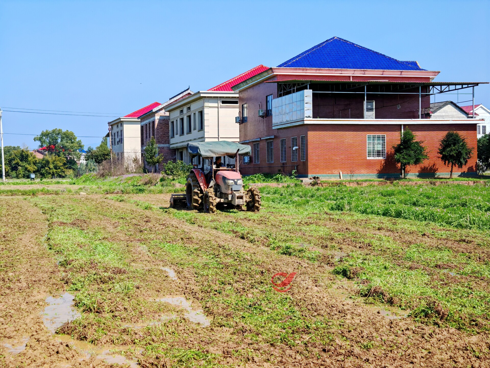 攸县：以绿肥养地 科学种田提单产