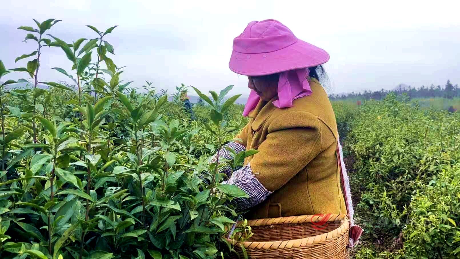 攸县：春染茶山抢鲜采 明前新茶迎丰收