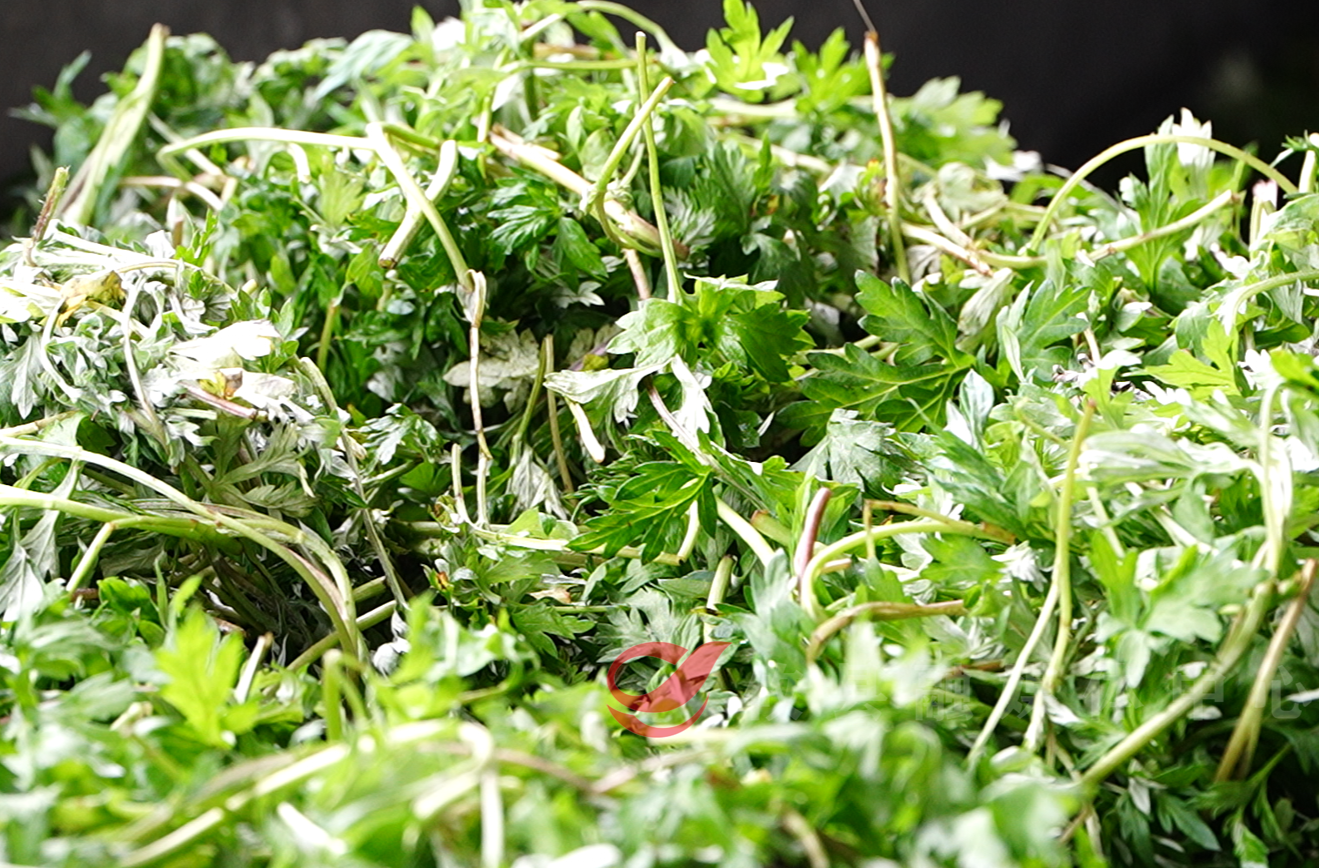 一抹春艾鲜 一卷乡味浓 宁家坪艾草花卷解锁舌尖春味