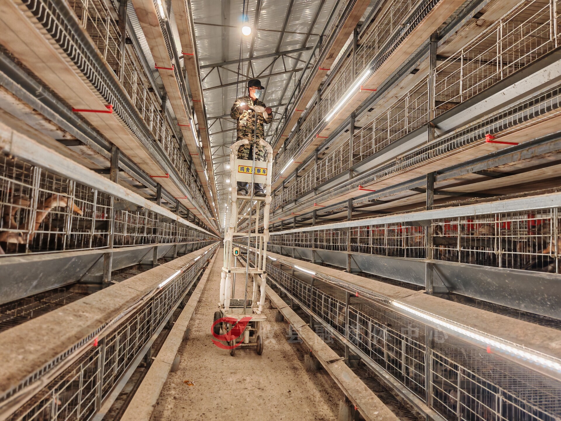 2人管理3万只鸭！“楼房养鸭”实现高效增收