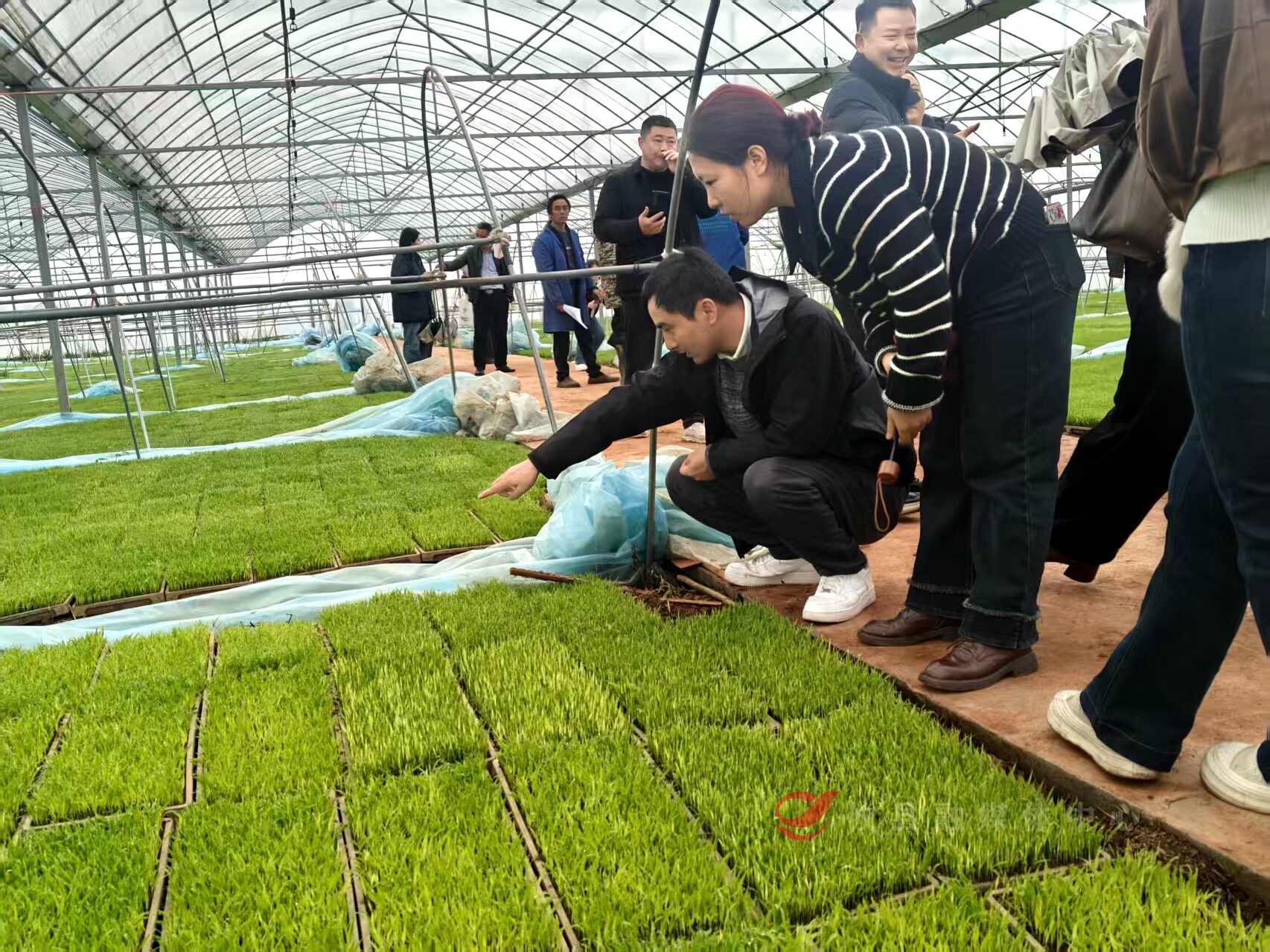 攸县开展粮油作物单产提升集中育秧观摩活动