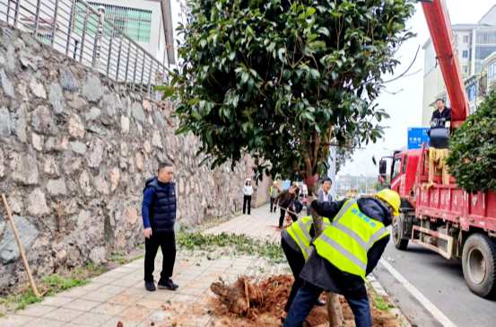 栽植增绿正当时 城区道路展新颜
