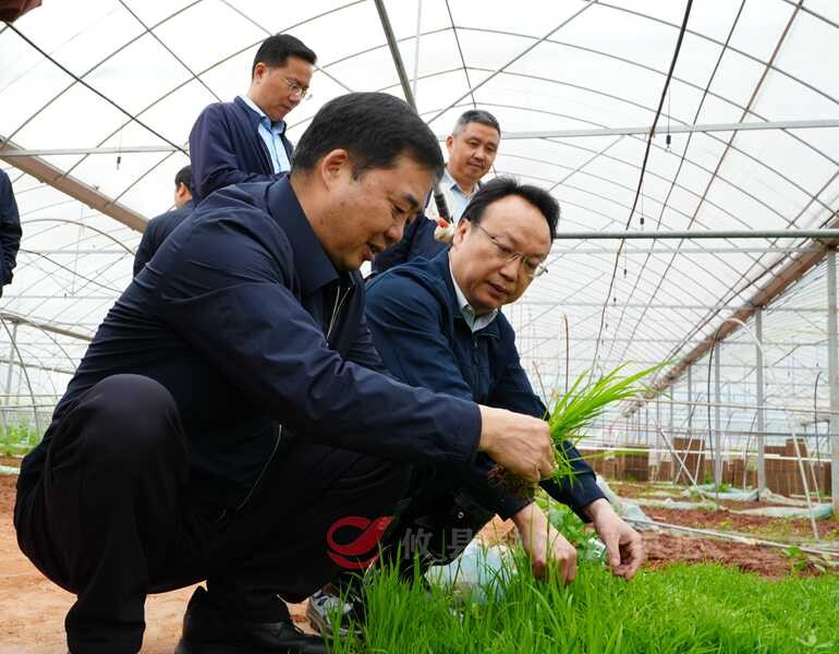 查汛情 问粮情  李鹏程督导全县防汛备汛和粮食生产工作