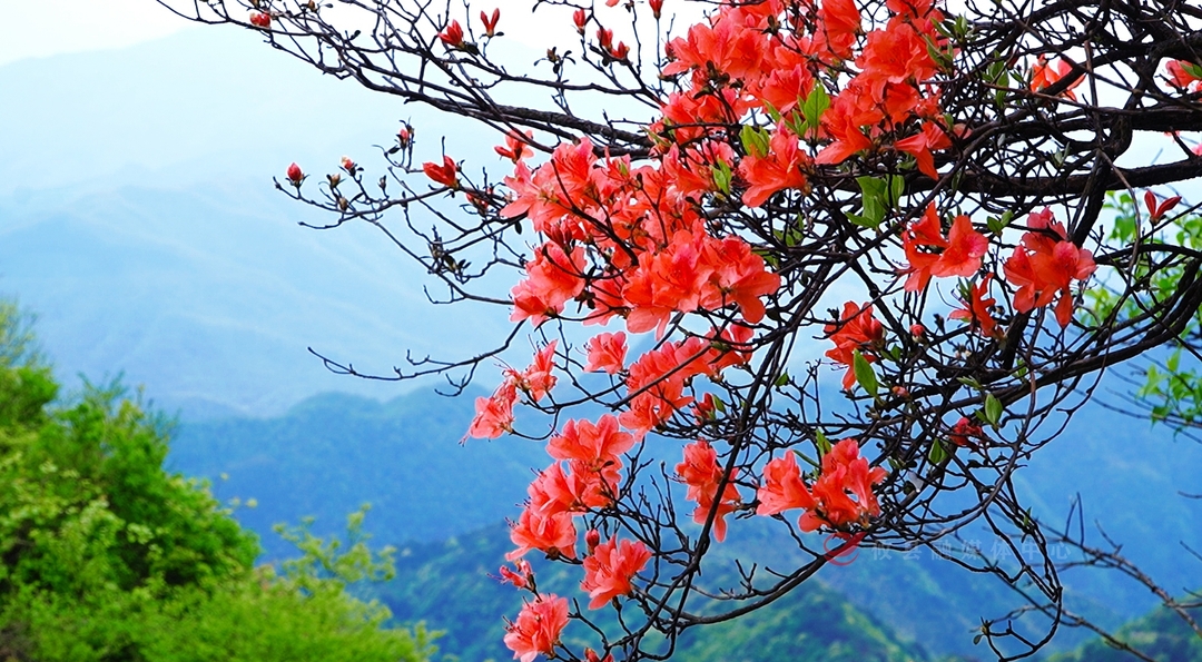花海缀仙山 攸县太和仙野生杜鹃迎盛花期