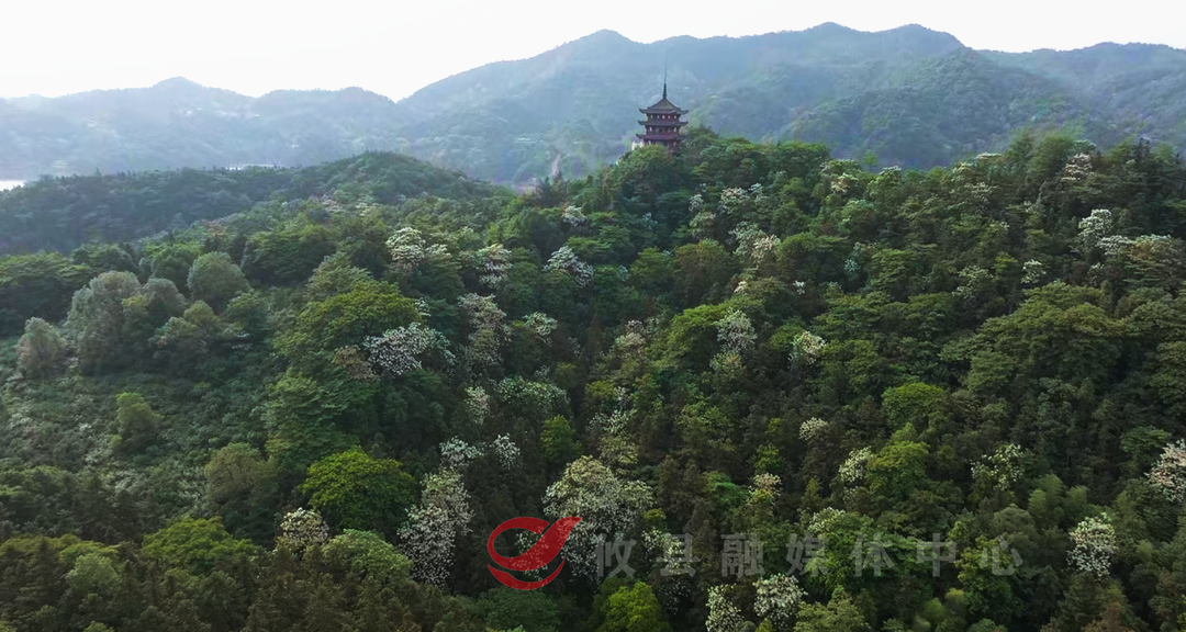 湖光山色“飘白雪” 攸县酒仙湖万亩油桐花迎来最佳观赏期