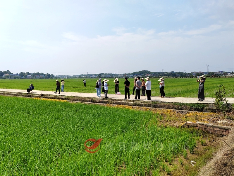 攸县：全链条技术指导进田间，统防统治助力粮油大面积单产提升