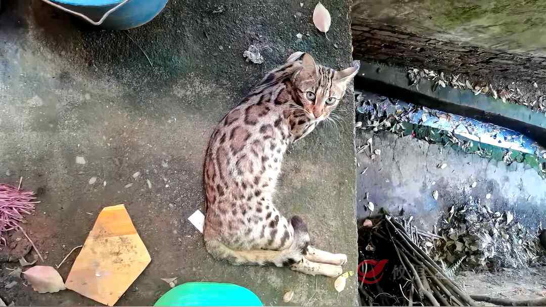 国家二级保护动物豹猫频现攸县网岭镇