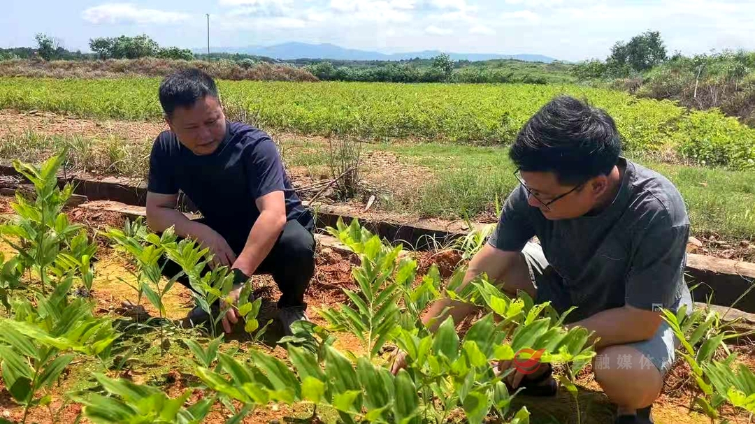渌田镇新江村： 撂荒土地种植玉竹 特色产业铺就振兴之路