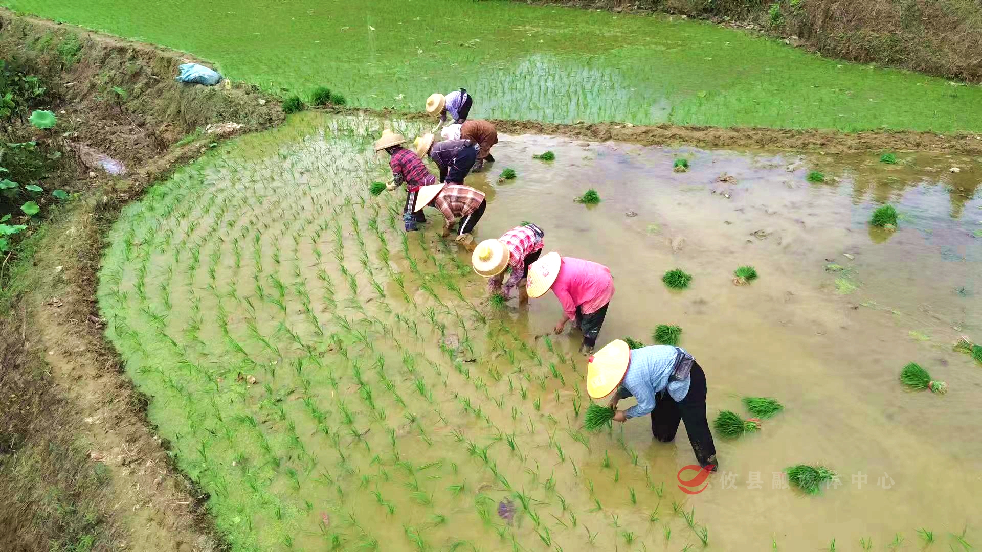 日薪300 月入过万！海南160余名“插秧客”跨海来攸抢农时