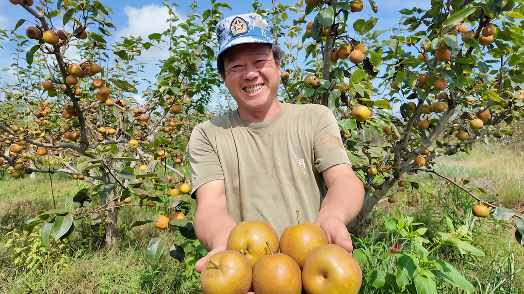 桃水镇：百亩翠冠梨迎丰收 智慧种植铺就乡村振兴路