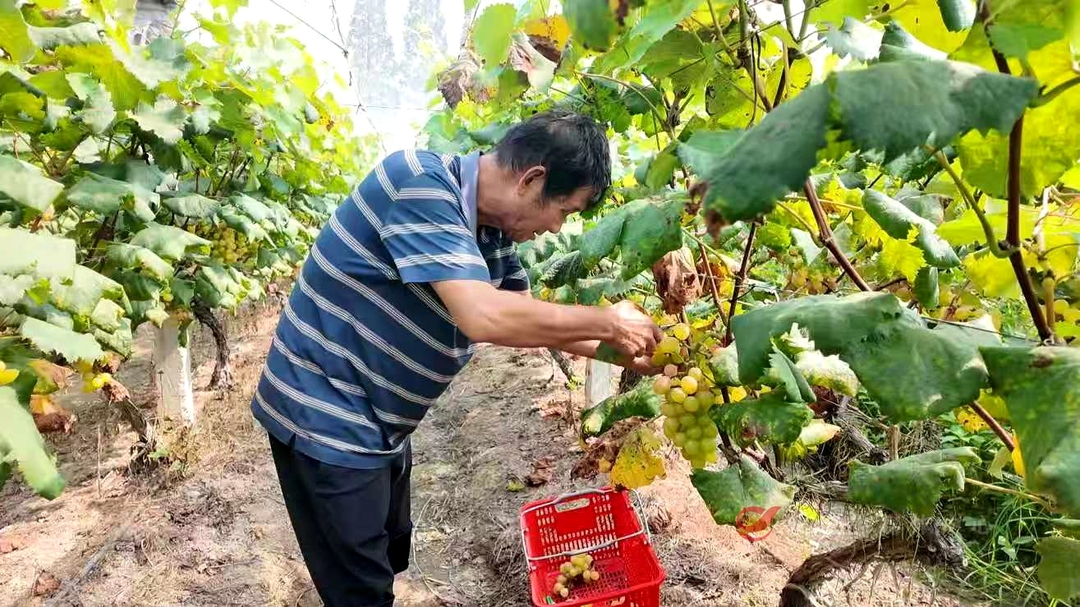 汰旧换新！酒埠江紫金果园三大“王牌”葡萄熟了，甜度爆表迎丰收