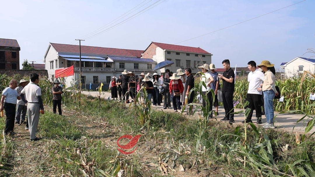 科技赋能种业振兴 全市转基因玉米示范推广现场观摩技术交流会在攸县召开