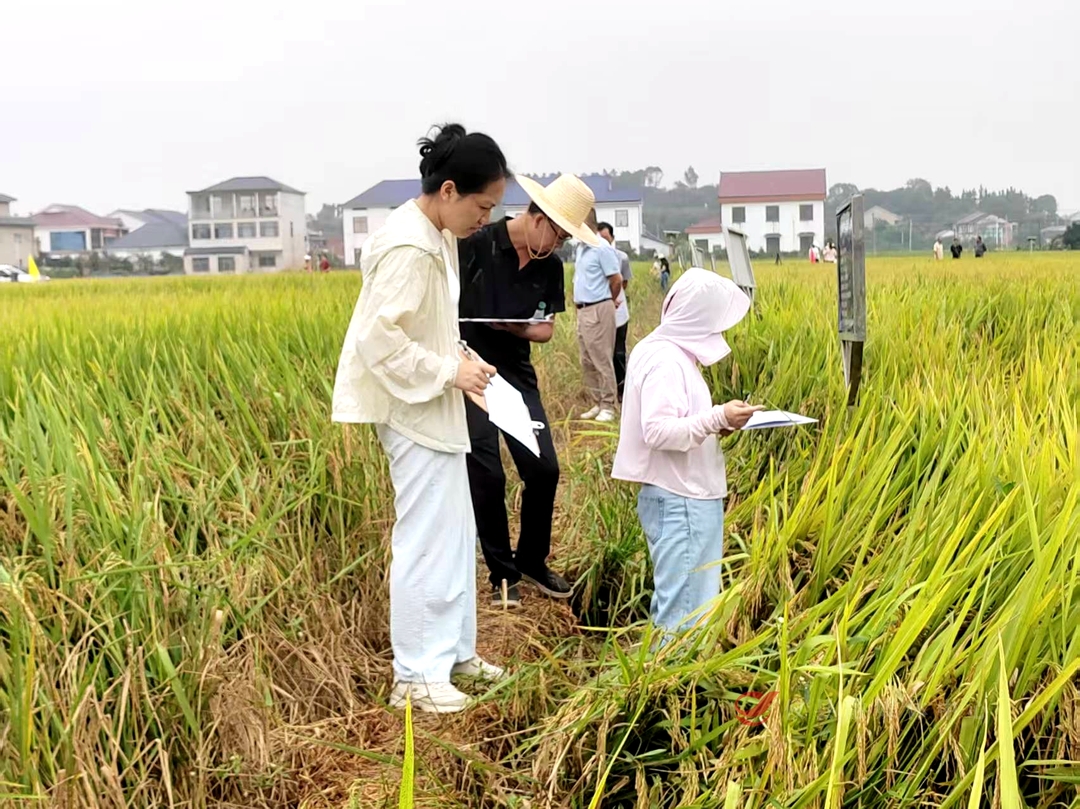 攸县：优选良种强根基 田间鉴稻保粮安