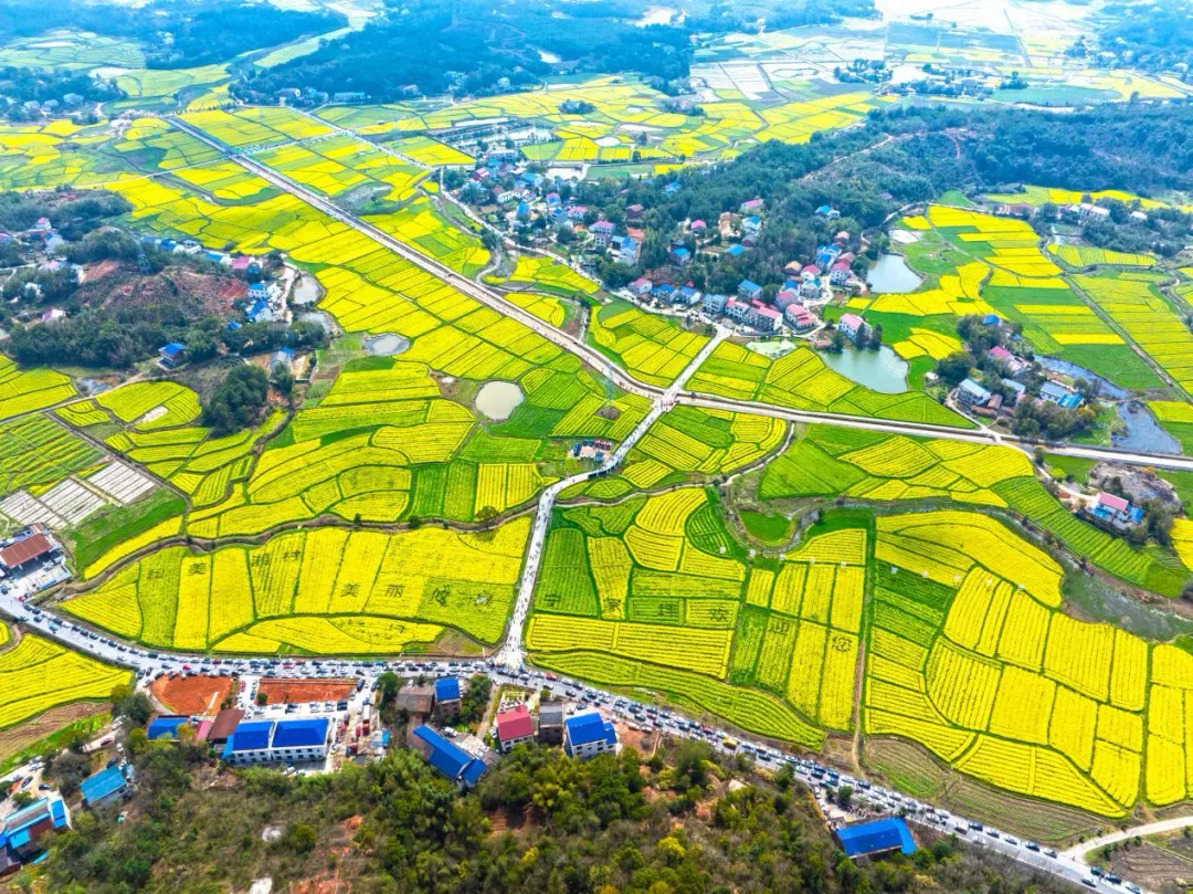 【政府工作报告解读】（三）提质效促共富 绘就和美乡村新画卷