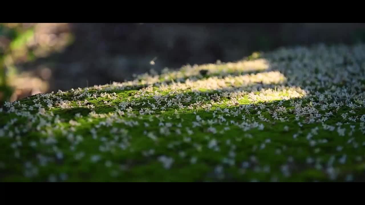 中秋·拂月