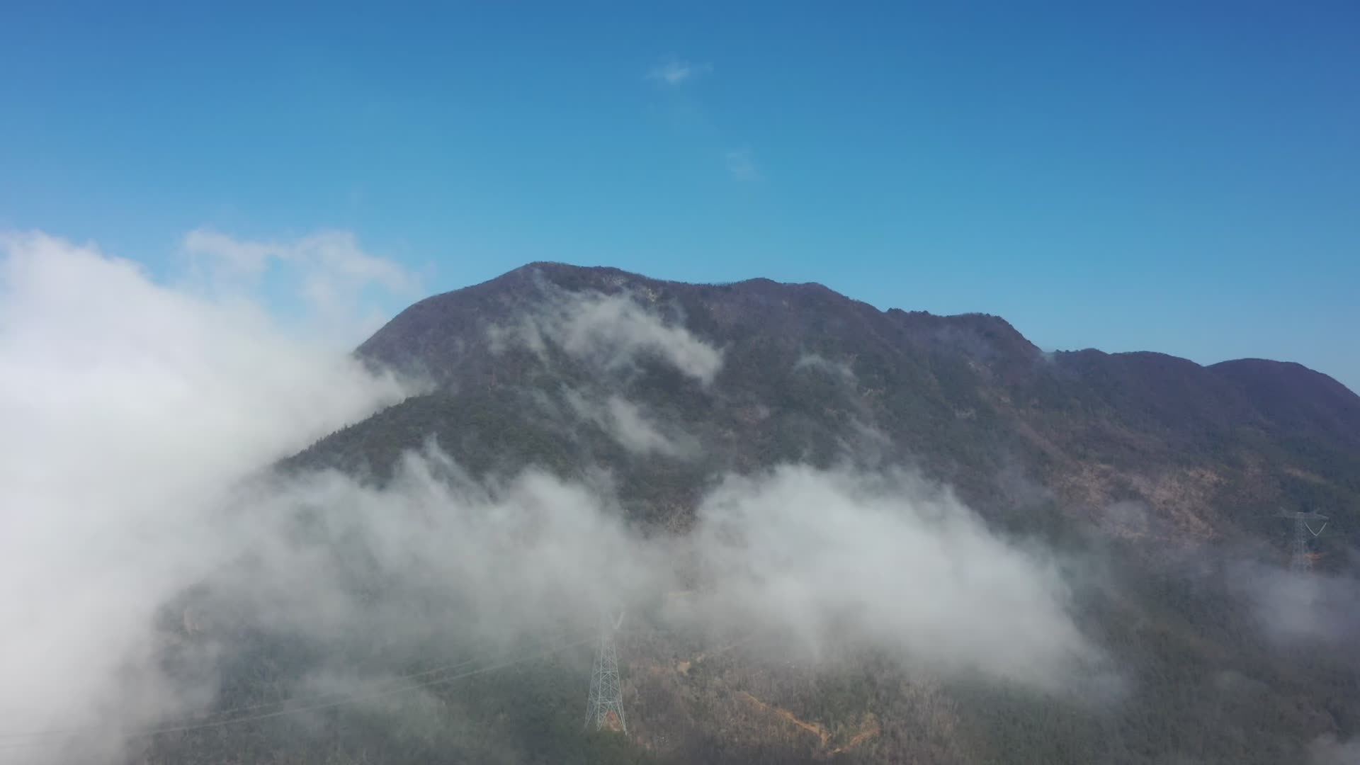 一棵古树的自白：为了我们，他们多花了5亿元