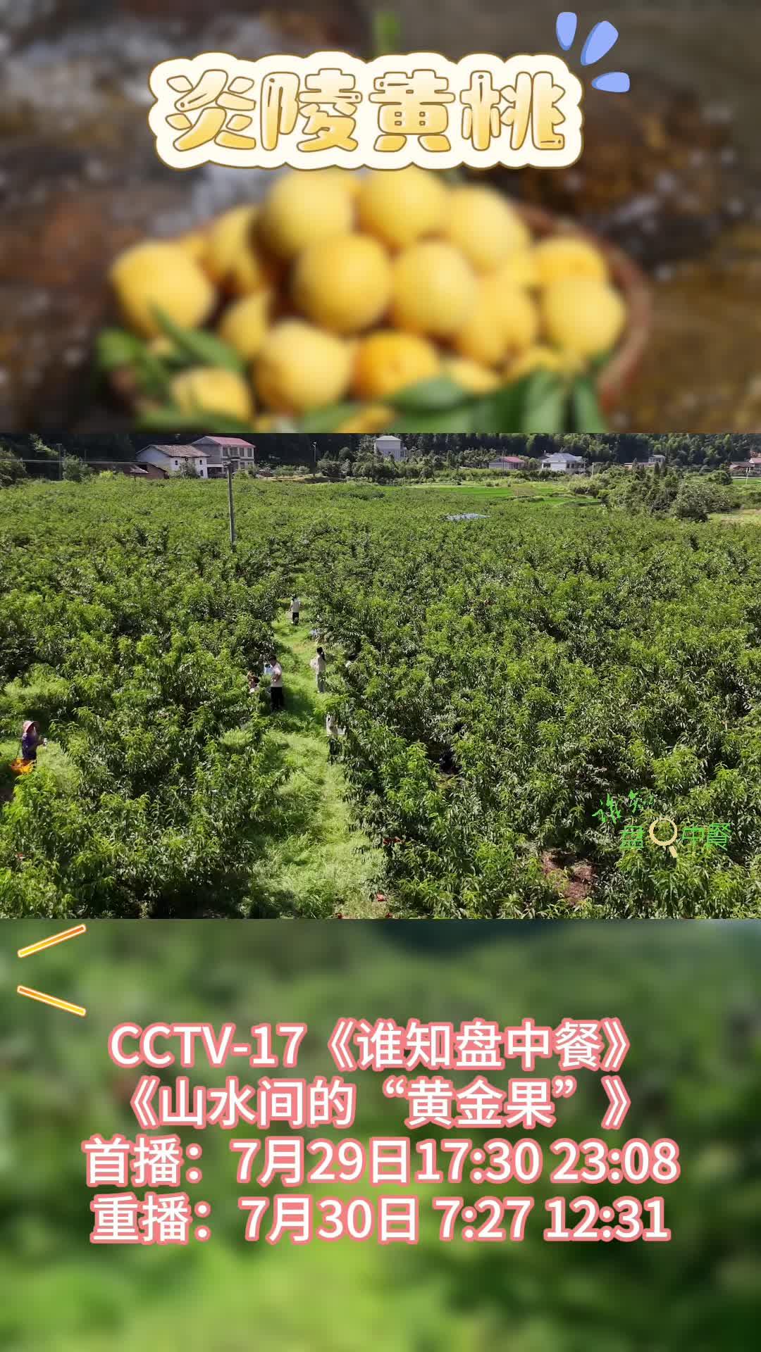 锁定CCTV-17 《谁知盘中餐》炎陵黄桃特辑《消夏美味快乐吃—山水间的“黄金果”》