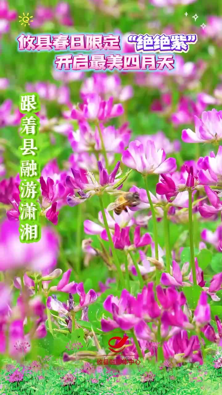 攸县春日限定“绝绝紫” 开启最美四月天