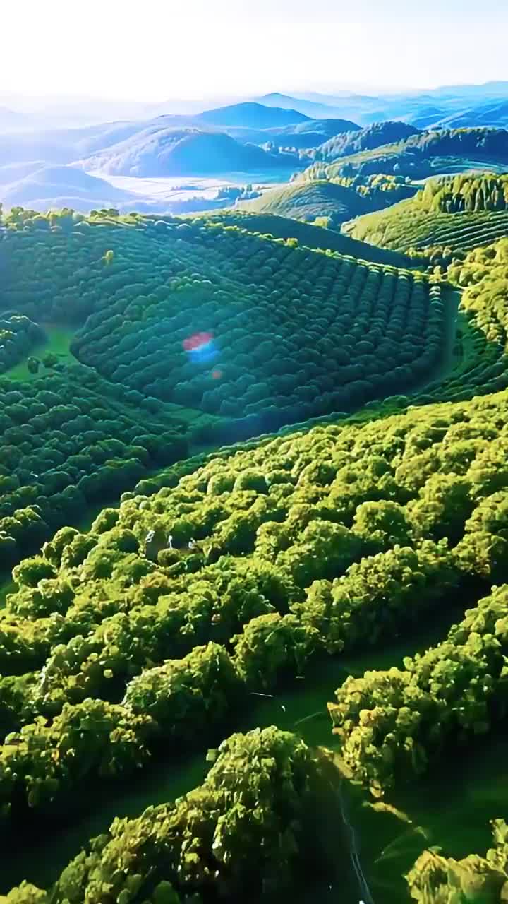 发挥您的聪明才智，为第二届湖南油茶节命名吧！！！