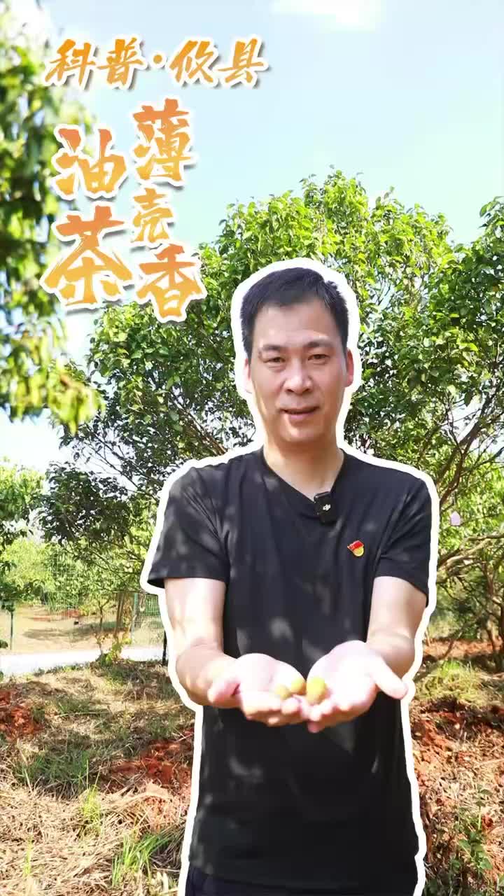 独属于攸县的“龙眼”  油茶界的“薄”客  香到“壳”怕！