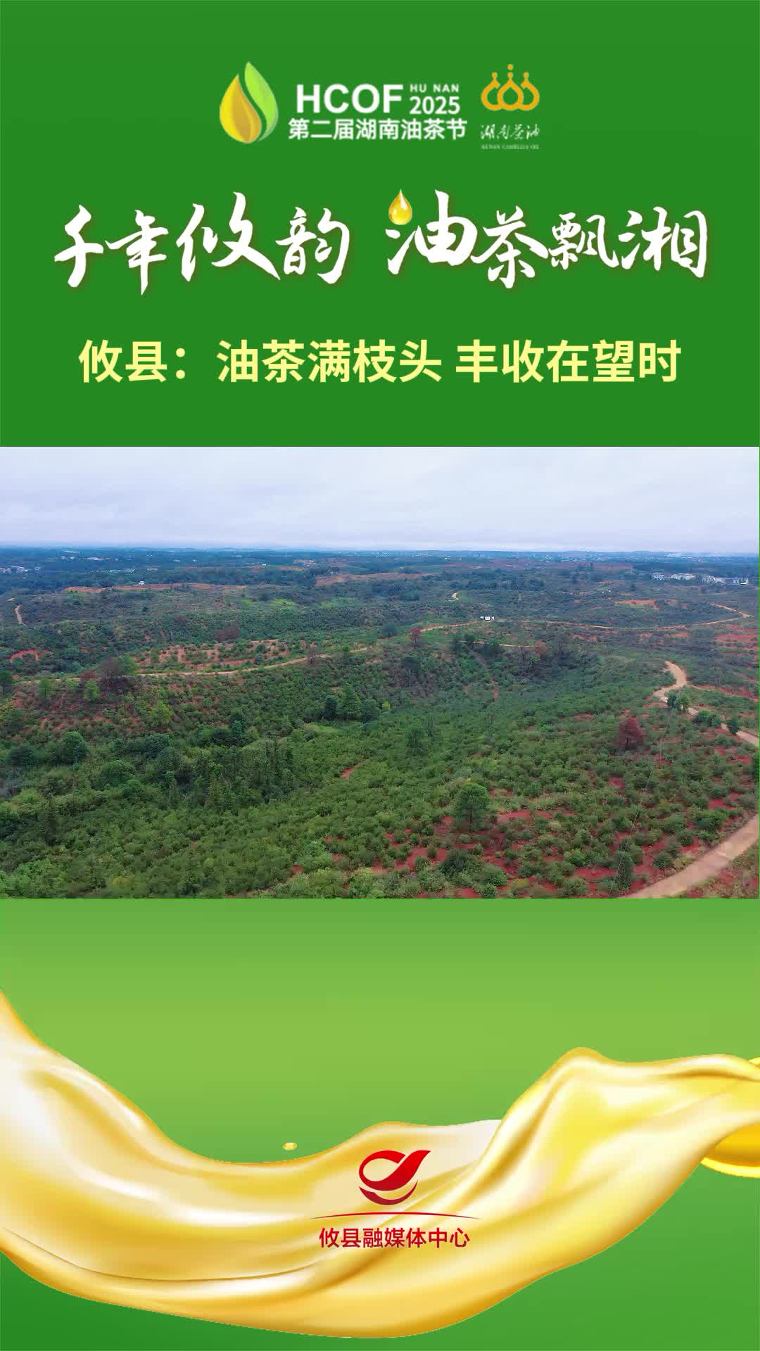 攸县：油茶满枝头 丰收在望时#第二届湖南油茶节  #攸县油茶 #科技赋能油茶创新引领未来