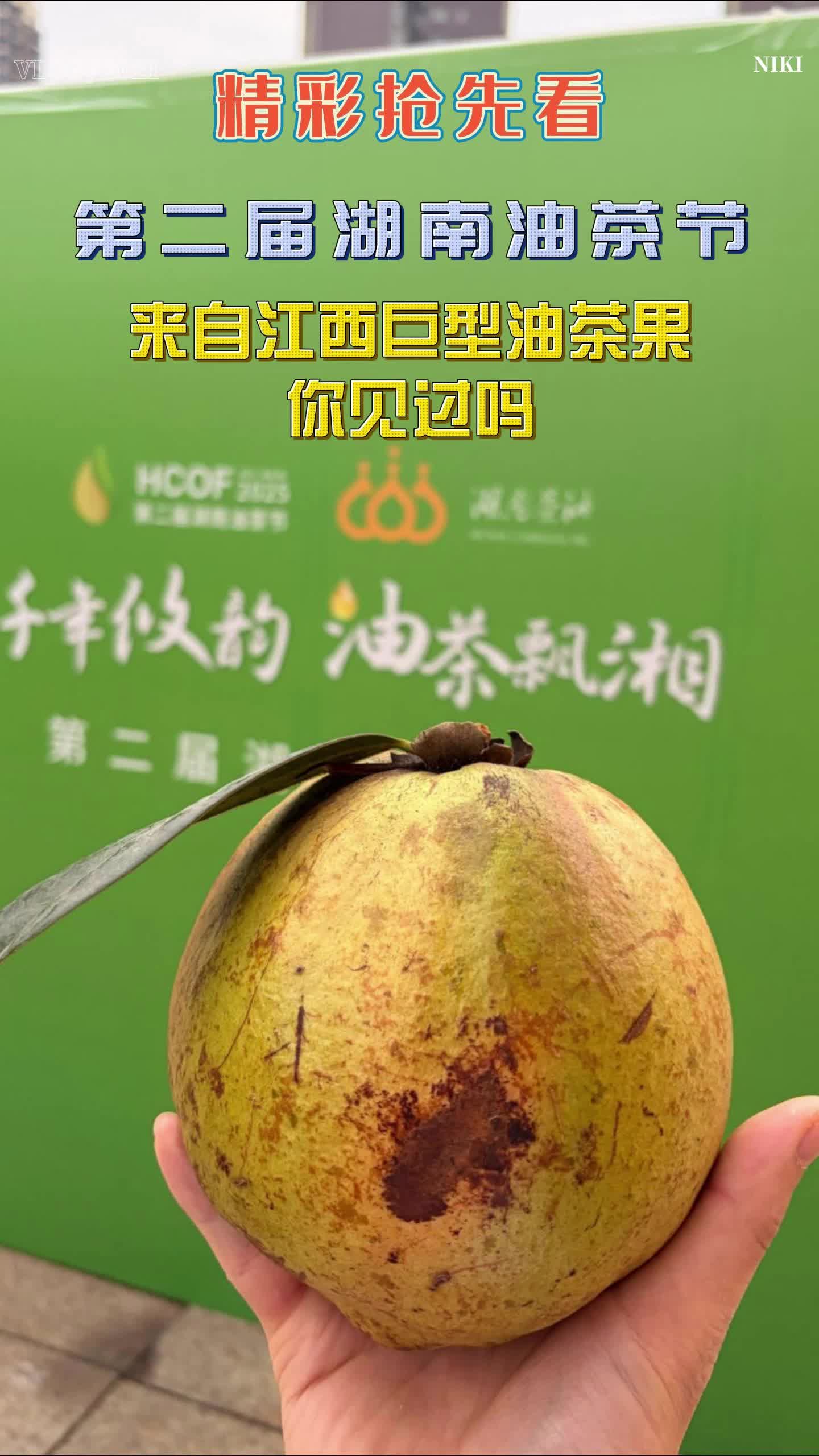 来自江西巨型油茶果，你见过吗？#第二届湖南油茶节  #攸县油茶 #科技赋能油茶创新引领未来