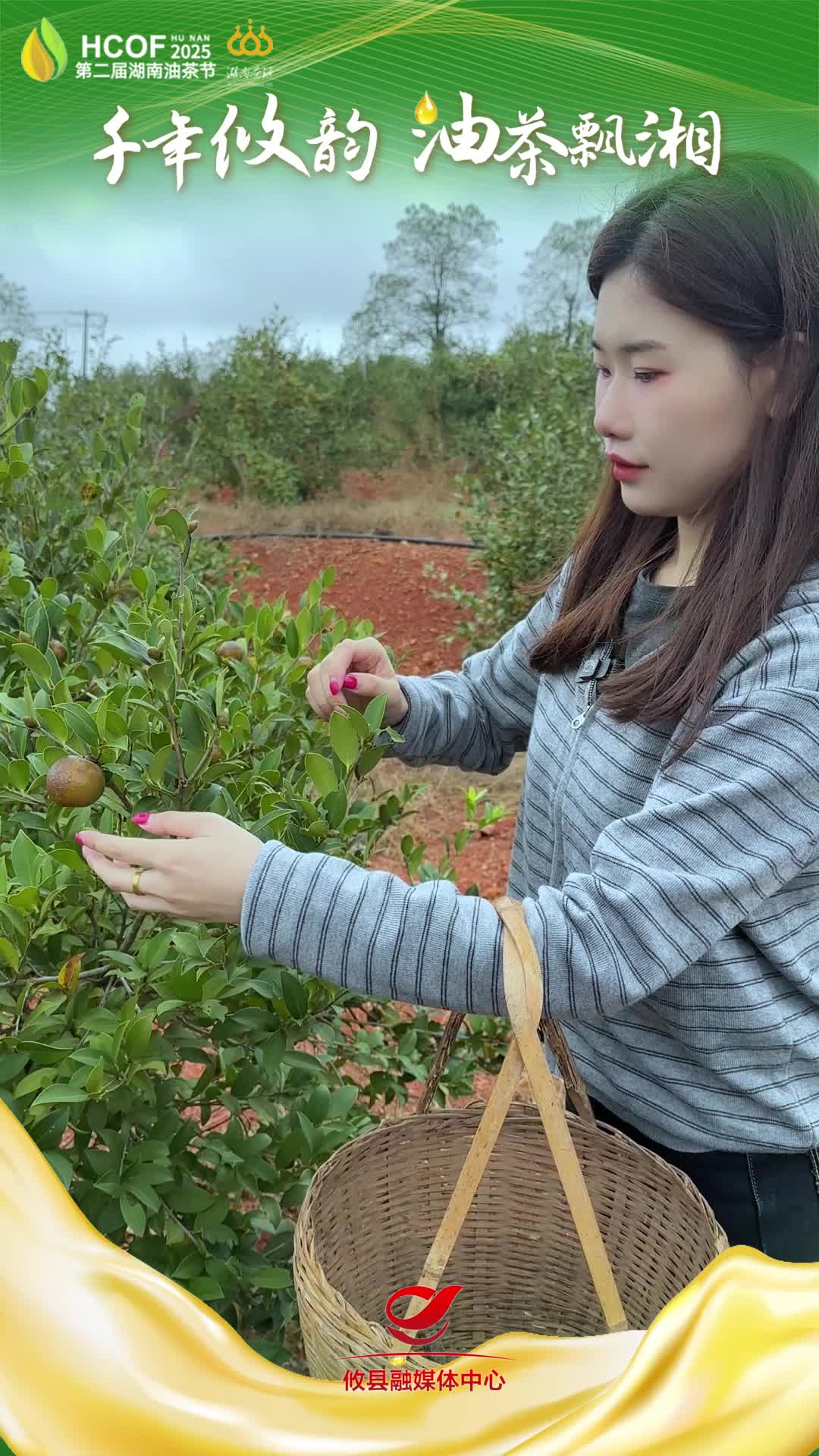 摘茶籽不再是“噩梦”现代科技神器来啦！#第二届湖南油茶节  #攸县油茶 #科技赋能油茶创新引领未来