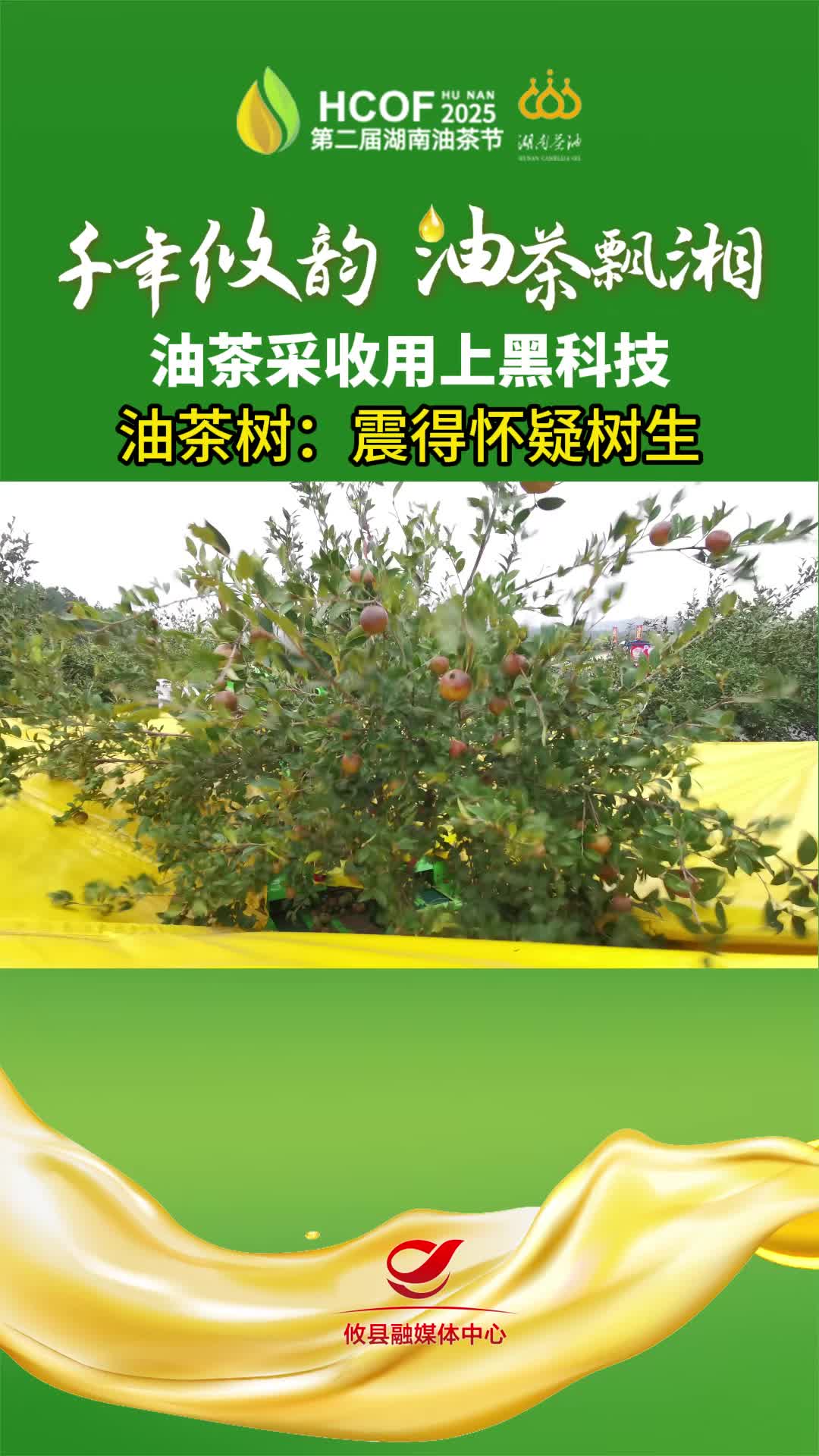 油茶采收用上黑科技 油茶树：震得怀疑“树生”#第二届湖南油茶节  #攸县油茶 #科技赋能油茶创新引领未来v