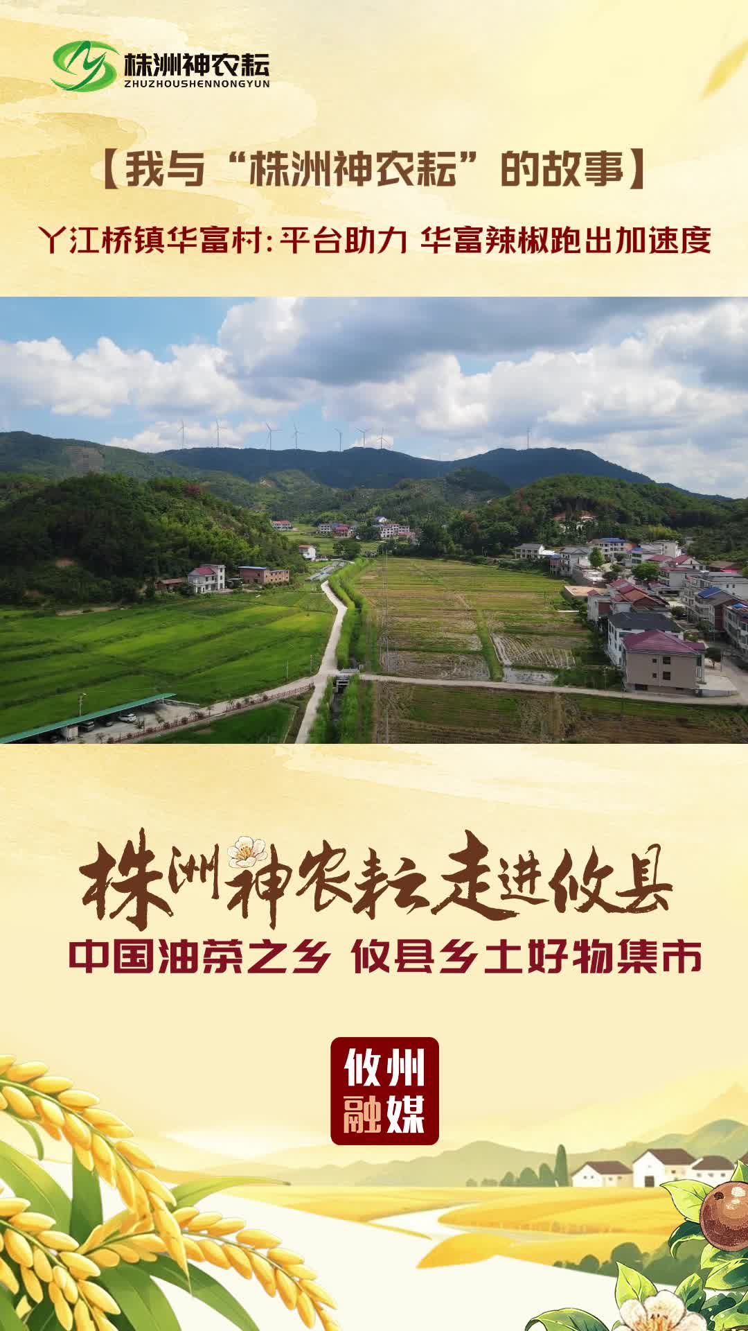 我与“株洲神农耘”的故事｜丫江桥镇华富村：平台助力 华富辣椒跑出加速度