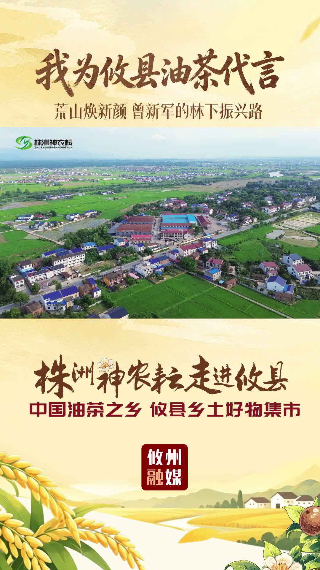 【我为攸县油茶代言】荒山焕新颜 曾新军的林下振兴路