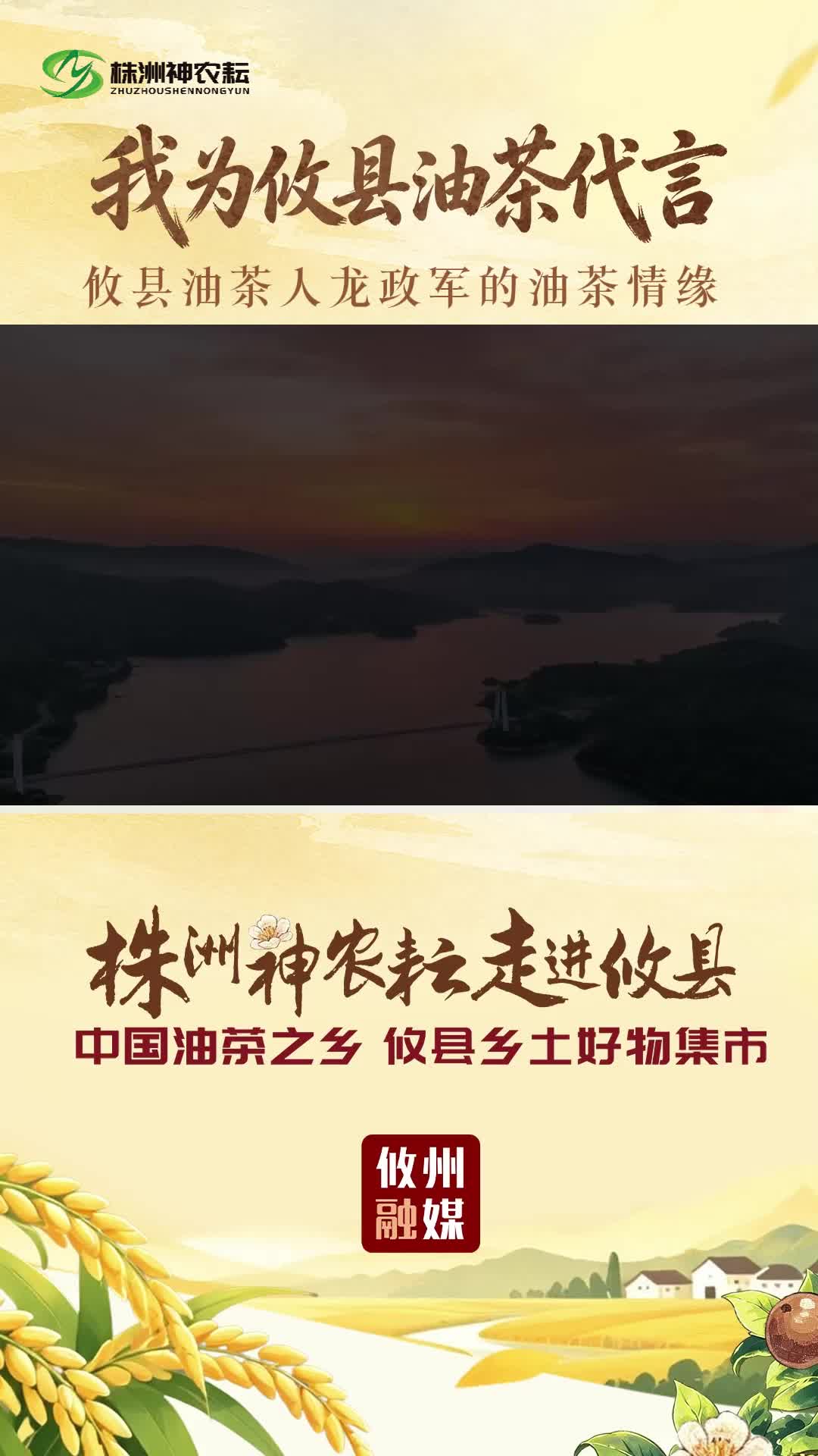 【我为攸县油茶代言】攸县油茶人龙政军的油茶情缘