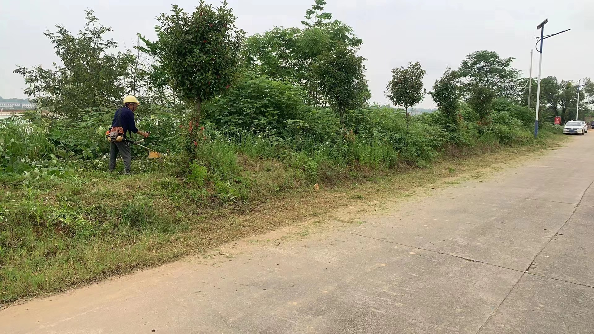 江桥街道：砍青除杂 护河道“颜值”