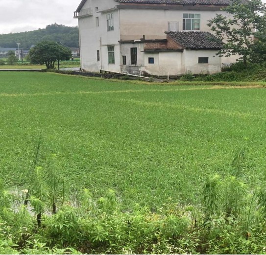桃水镇：培育集体经济内生力 阔步乡村振兴致富路