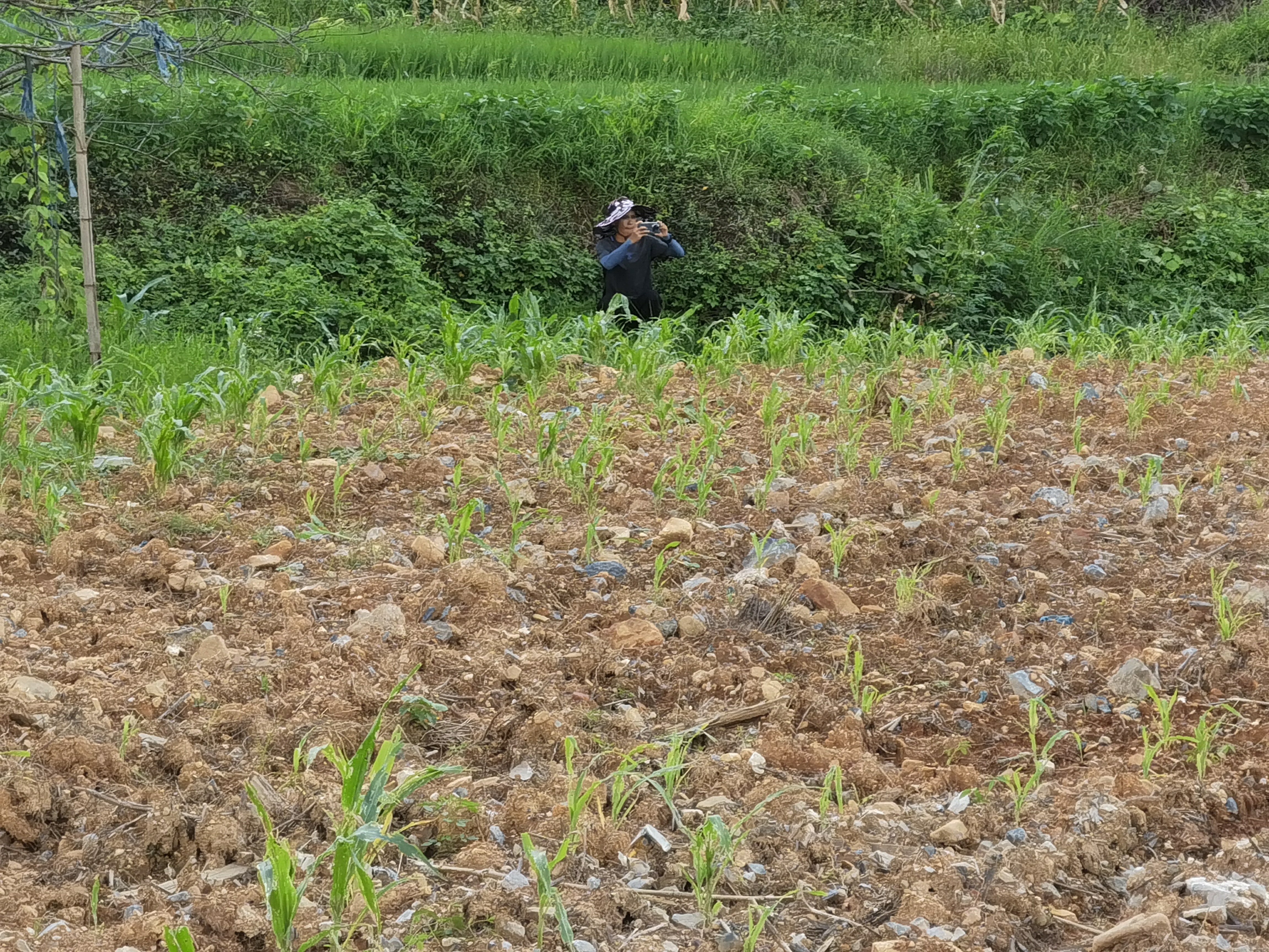 鸾山镇：全力推进复耕复种，保障粮食安全