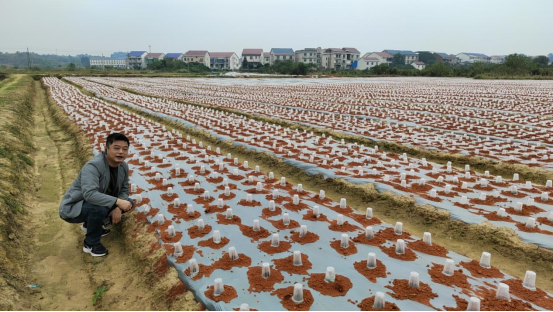 谭桥街道：探索中草药种植产业 发展村级集体经济