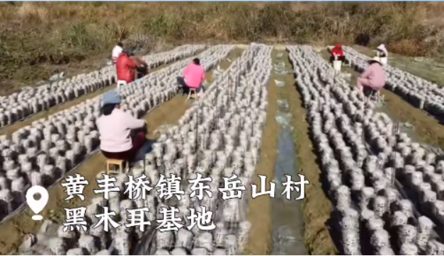 黄丰桥镇东岳山村：木耳飘香产业兴，多元发展致富路