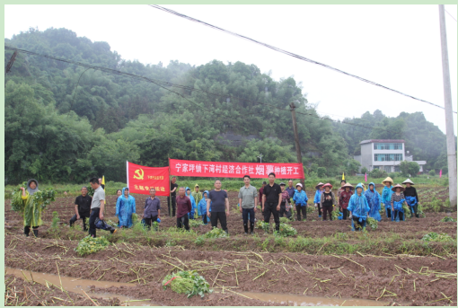“宁”心聚力｜一根烟薯苗，种出强村富民大产业