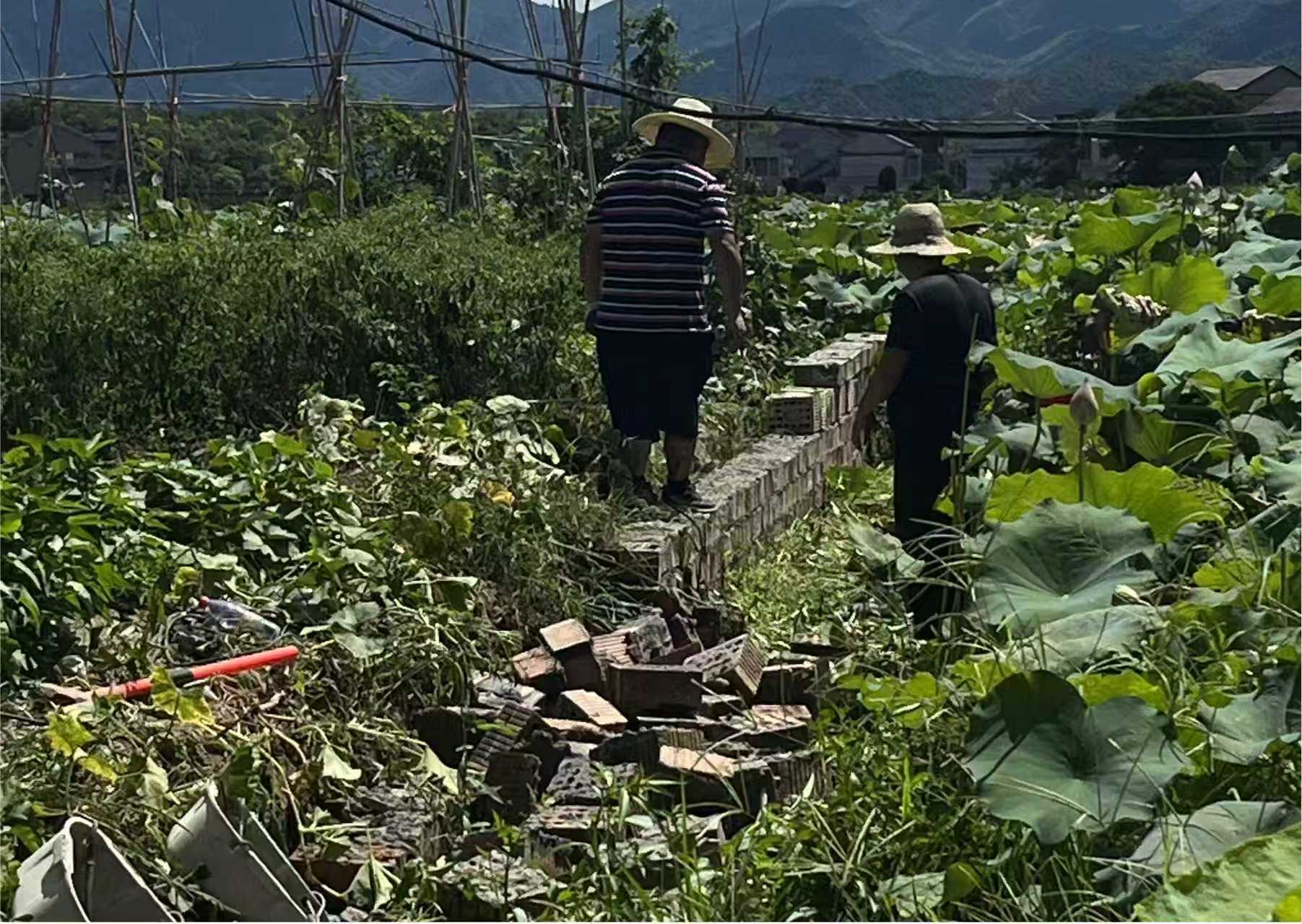 春联街道：拆除农田违建围墙，坚守耕地保护红线