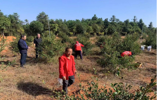 渌田镇：有序采摘护航产业，优化环境赋能发展